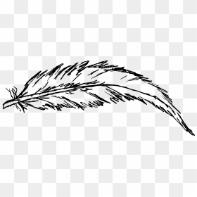 Transparent Feathers Clipart Black And White - Feather Drawing Transparent, HD Png Download - white feather png