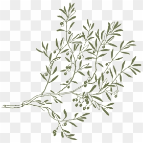 Drawing Olive Tree Branches, HD Png Download - twigs png