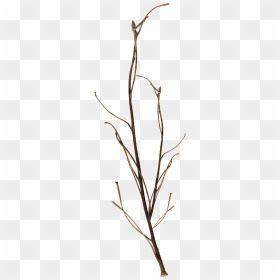 Thumb Image - Twigs Cut Out, HD Png Download - twigs png