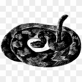 Csörgőkígyó, HD Png Download - black snake png