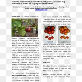Insect, HD Png Download - tree elevation png