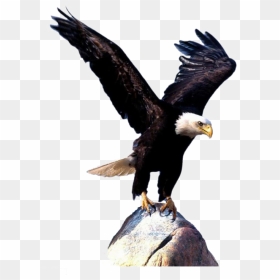 Bald Eagle Bird Clip Art - Transparent Background Eagle Png, Png Download - eagle wings png