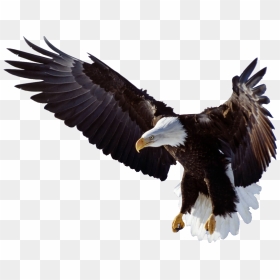 Transparent Eagle Wings Png - Bald Eagle Spreading Wings, Png Download - eagle wings png