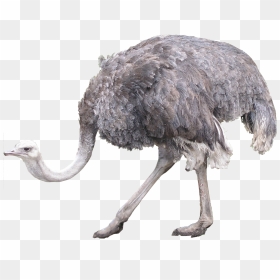 Ostrich Png Image Background - Ostrich Image Download, Transparent Png - ostrich png