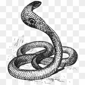 Hissing Cobra Png Icons - Cobra Snake Clipart Black And White, Transparent Png - black snake png