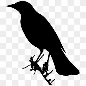 Red Winged Blackbird Silhouette, HD Png Download - black bird png