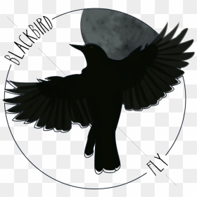 Blackbird Art Drawing Northern Flicker The Beatles - Blackbird Drawing Beatles, HD Png Download - black bird png