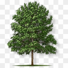 Swamp White Oak Png, Transparent Png - swamp png