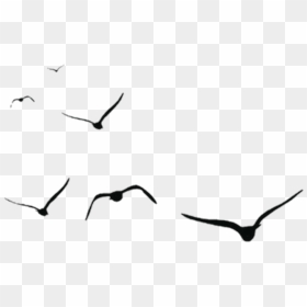 #birds #aves #pájaros #black #shadow - Vector Flying Bird Png, Transparent Png - black bird png