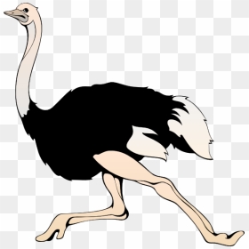 Ostrich Png - Clipart Ostrich, Transparent Png - ostrich png