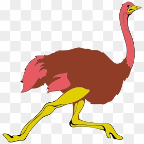 Ostrich Png - Ostrich Clipart Transparent Background, Png Download - ostrich png