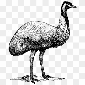 Emu Clip Art, HD Png Download - ostrich png