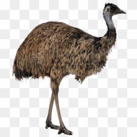 Ostrich Png High-quality Image - Emu Png, Transparent Png - ostrich png