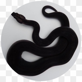 Transparent Black Snake Clipart - Mood Board Of Snake, HD Png Download - black snake png
