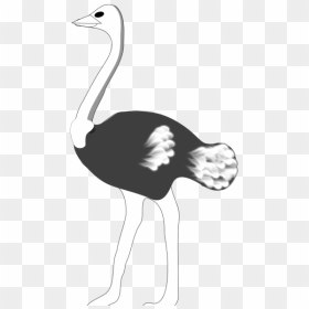 Ostrich Png Icons - Ostrich Black And White Clip Art, Transparent Png - ostrich png