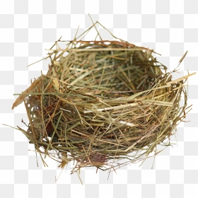 Nest Png - Bird Nest Png, Transparent Png - twigs png