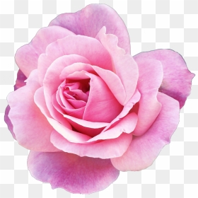 Avatar Flowers Png - Pink Flowers Tumblr Transparent, Png Download - pastel flowers png