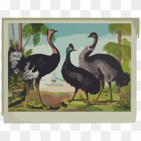 The Ostrich Svg Clip Arts, HD Png Download - ostrich png