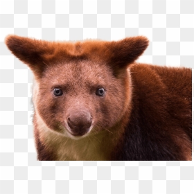 Tree Kangaroo Transparent Background, HD Png Download - red panda png