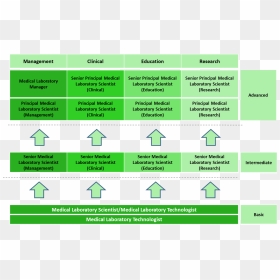 Transparent Path Png - Career Pathway Medical Laboratory Scientist, Png Download - dirt path png