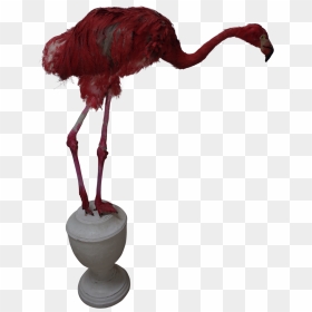 Taxidermy Young Ostrich Dressed As A Pink Flamingo - Turkey, HD Png Download - ostrich png