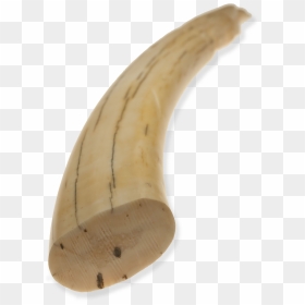 File - Nu-walrustusk - Tusks Png, Transparent Png - walrus png