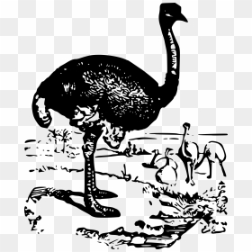 Ostrich , Png Download - Common Ostrich, Transparent Png - ostrich png