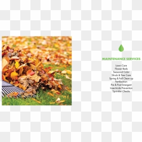 Maintenance Services 75 - Leaf Raking, HD Png Download - twigs png