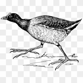 Claws Of Jacana, HD Png Download - swamp png
