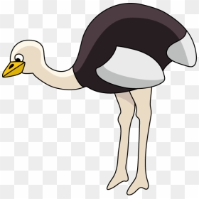 Png Download , Png Download - Common Ostrich, Transparent Png - ostrich png