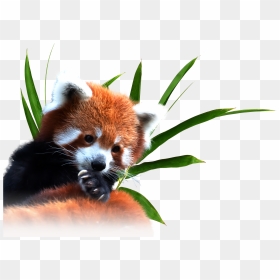 Red Panda Png, Transparent Png - red panda png