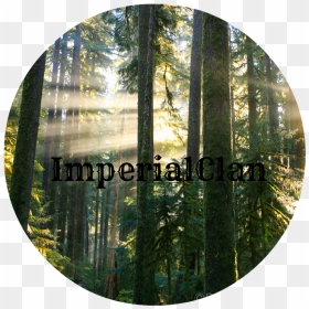 Peter James Photo Gallery Sunbeams In Misty Forest - Portable Network Graphics, HD Png Download - sunbeams png