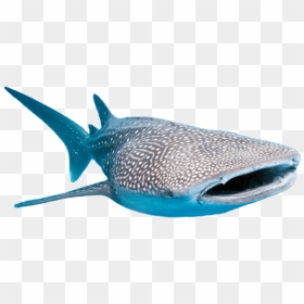 Thumb Image - Whale Shark Transparent Background, HD Png Download - sharks png