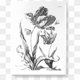 Canna Lily, HD Png Download - wall art png