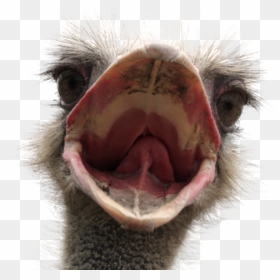 Transparent Ostrich, HD Png Download - ostrich png