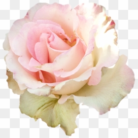 #roses #soft #pastel #rose #flowers #png #pink #ddlg - Soft Pink Pastel Rose, Transparent Png - pastel flowers png