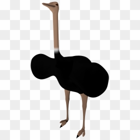Common Ostrich, HD Png Download - ostrich png
