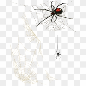 Spiderweb Clipart Food Web - Webs With Spider Art, HD Png Download - spider webs png