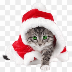 Cute Cat With Santa Hat, HD Png Download - gorro de navidad png