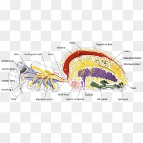 1200px Spider Internal Anatomy En - Anatomy Spider, HD Png Download - spider webs png