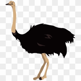 Ostrich Bird Clipart - ダチョウ イラスト 無料, HD Png Download - ostrich png