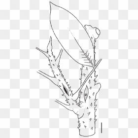 Line Art, HD Png Download - twigs png