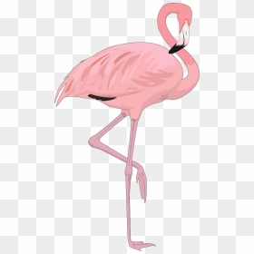 Flamingo Bird Clip Art - Transparent Background Flamingo Png, Png Download - ostrich png