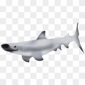 Requiem Sharks Great White Shark Fish Shark Cartilaginous - Bronze Hammerhead Shark, HD Png Download - sharks png