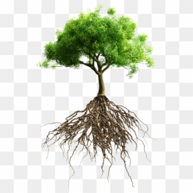 Root Tree Stock Photography Stock - Tree With Root Png, Transparent Png - tree with roots png