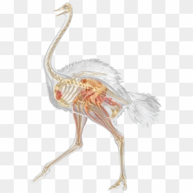Facts For Kids Ostriches Running Dk Find - Inside Of An Ostrich, HD Png Download - ostrich png
