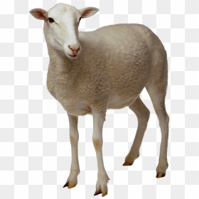 Sheep Png No Background - Sheep Png, Transparent Png - no image png