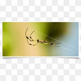 Spider Web, HD Png Download - spider webs png