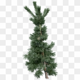 Fir Tree Png Image - Png Göknar Ağacı, Transparent Png - white christmas tree png