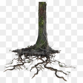 Go To Image - Tree Trunk Transparent Background, HD Png Download - tree with roots png